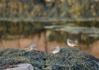 birds on the rock