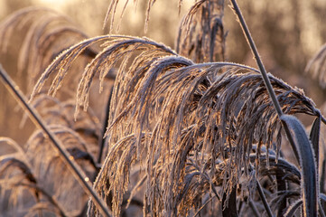 zmrożone kłosy trzcin w zimowy poranek © Michał Kurzątkowski