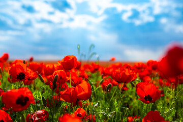 Obraz premium Spring, Field of poppy flowers against the blue sky with clouds. The concept of freshness of morning nature. Spring landscape of wildflowers. Beautiful landscape long banner.