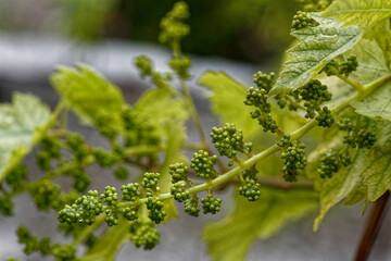 Nouaison des grappes de raisin ou formation des fruits.