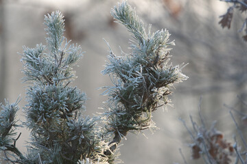 detale łąki w mroźny zimowy poranek - obrazy, fototapety, plakaty