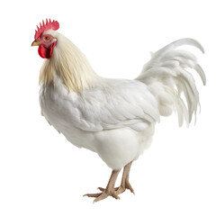 Fototapeta premium a healthy rooster chicken cock on transparent background - farm animal concept