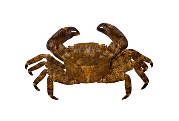 Sea crab isolated on transparent background .Crustacean animal close-up .International ocean day