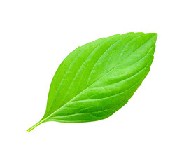 Obraz premium Basil leaves transparent png.