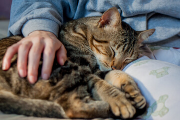 Tabby cat lying on lap receiving affection