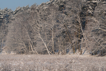 Natura ożywiona z drzewami i niebem w mroźny zimowy dzień - obrazy, fototapety, plakaty