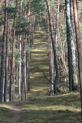 Fototapeta premium pejzaż z naturą ożywioną