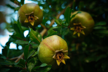 Granat is a species of fruit plant in the genus Pomegranate