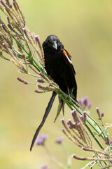 Euplecte à longue queue,.Euplectes progne, Long tailed Widowbird, Afrique du Sud