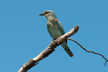 Rollier d'Europe,.Coracias garrulus, European Roller