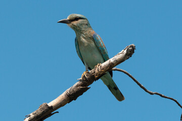 Rollier d'Europe,.Coracias garrulus, European Roller