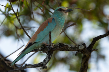 Rollier d'Europe,.Coracias garrulus, European Roller