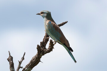 Rollier d'Europe,.Coracias garrulus, European Roller