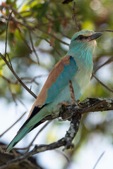 Rollier d'Europe,.Coracias garrulus, European Roller