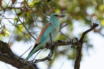 Rollier d'Europe,.Coracias garrulus, European Roller