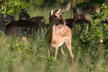 Impala,  Aepyceros melampus