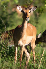 Impala,  Aepyceros melampus
