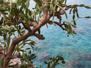 A nopal cactus tree grows over the sea. In the background is the Mediterranean Sea. Turquoise water. No people.