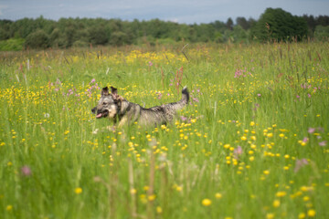 szczęśliwy pies biegnący po łące © Michał Kurzątkowski