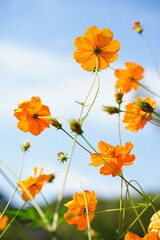 Obraz premium キバナコスモス、黄花コスモス、Cosmos、sulphureus、花、黄色、コスモス、日本、東京、庭園、公園、野外、空、植物、10月、秋、木、葉、緑、青空、