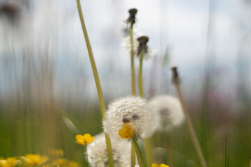 Dmuchawce na letniej łące © Michał Kurzątkowski