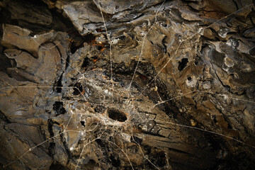Close-up of the bark of a large tree