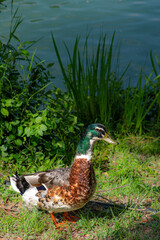 호수 앞 청동오리