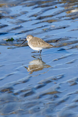 Sandpiper on Napatree beach RI USA