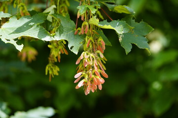 Seeds of Acer obtusifolium Hanover, Germany.Hanover, Germany.