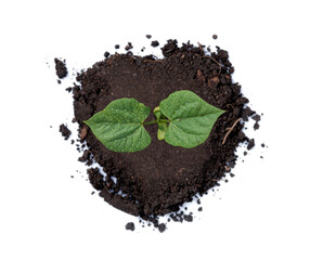 Green sprout growing out from soil isolated on white background