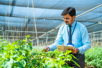 Fototapeta Indian officer or agro expert noting plant or crop conditions by checking at greenhouse - concept of professional occupation, modern agriculture and small business. obraz