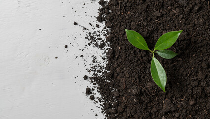 Green sprouts growing with soil on white wood, top view