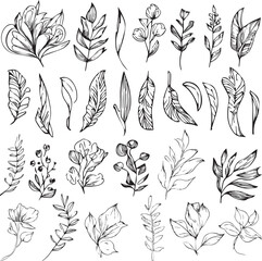 Set of vector hand-drawn botanical leaf, botanical line drawing,  wildflower botanical line art, leaf's vector art, Pencil realistic wildflower drawing, ink sketch isolated on white background