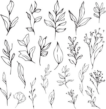 Botanical artwork decor, vector set of botanical leaf simple outline sketch doodle hand drawn illustration, botanical drawings of flowers, botanical drawings of wildflowers, botanical drawings.
