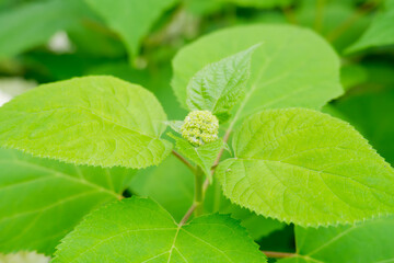 白いアジサイ[アナベル](あじさい祭り@府中郷土の森公園)7