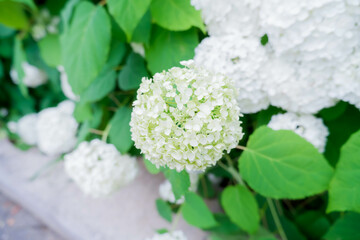 白いアジサイ[アナベル](あじさい祭り@府中郷土の森公園)2