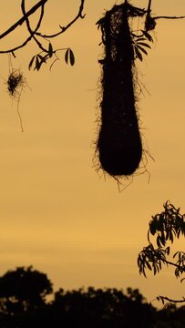 Oropendola or Conoto bird on a tree branch with a beautiful sunset at the background.