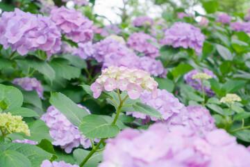 紫のアジサイ[セイヨウアジサイ](あじさい祭り@府中郷土の森公園)4