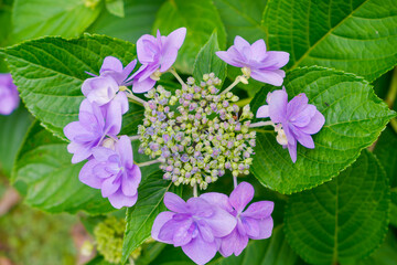 紫のアジサイ[ガクアジサイ](あじさい祭り@府中郷土の森公園)2