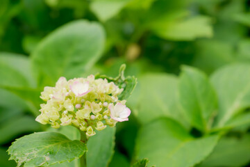 紫のアジサイ[セイヨウアジサイ](あじさい祭り@府中郷土の森公園)3