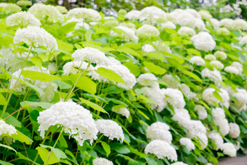 白いアジサイ[アナベル](あじさい祭り@府中郷土の森公園)8