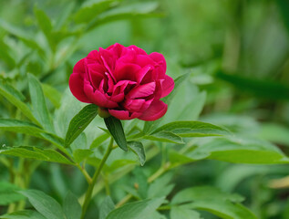 Red peony in the summer garden