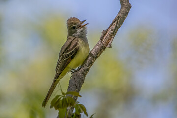 Great crested flycatcher mid call.