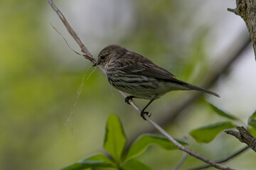 Female Yellow-rumped warbler (myrtle's) with nesting material.