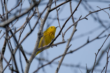 A yellow warbler in tree branch.