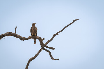 Crested serpent eagle on branch in silhouette
