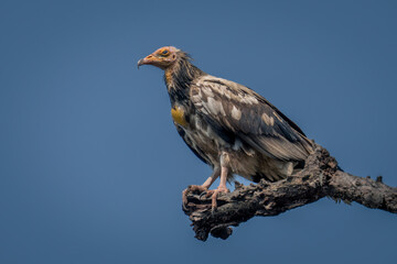 Egyptian vulture on branch against blue sky