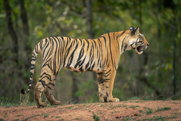 Fototapeta na wymiar Bengal tiger standing on bank of waterhole