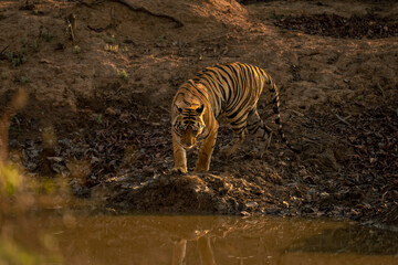 Fototapeta na wymiar Bengal tiger walks to waterhole in shadows