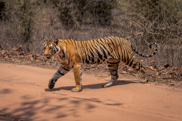 Fototapeta Bengal tiger walking across track lifting forepaw obraz